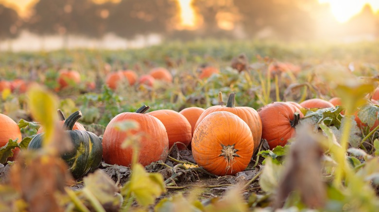 Pumpkins in a farm ready to be harvested