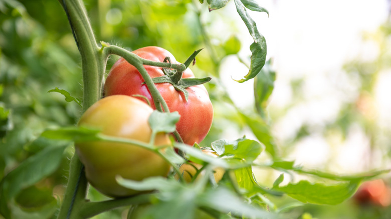 A pair of red and green tomatoes are growing on the vine.