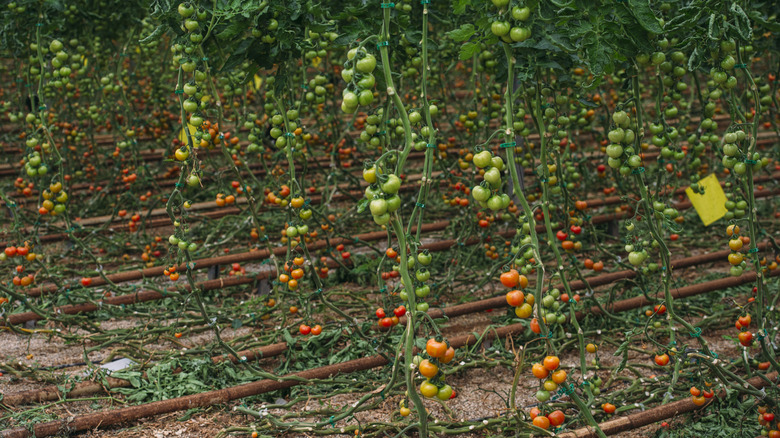 A huge crop of tomatoes grow inside of a greenhouse environment.