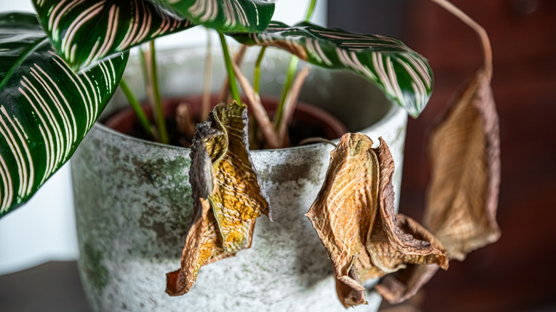 The wilted leaves of a dying houseplant