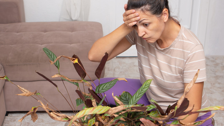 A woman with her hand on her forehead looking at a dying plant