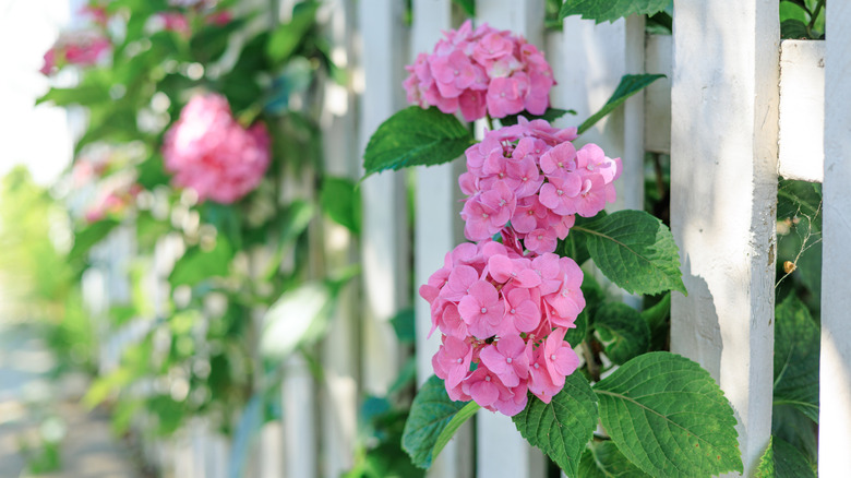 Close-up of pink hydrangea blooms growing through picket fence in garden