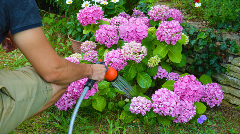 Man watering hydrangeas with a hose in his garden.