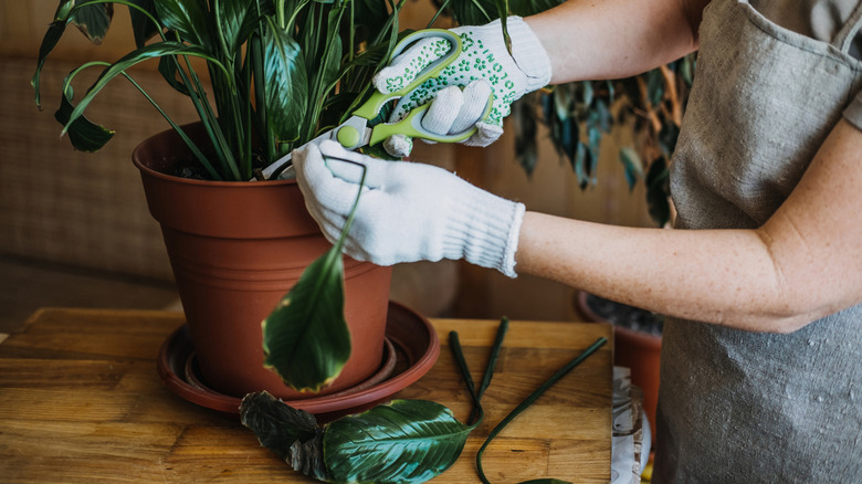 Gardener wearing gloves cutting damaged, drooping leaves off a peace lily plant indoors