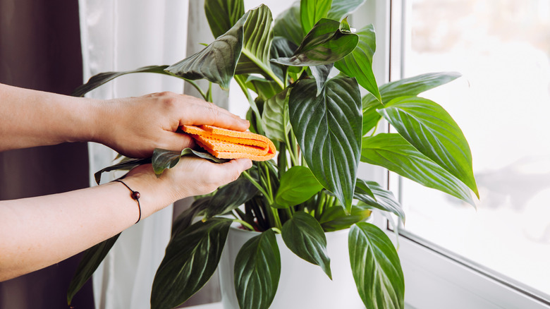 Hands gently wiping the leaves of a peace lily plant with a soft cloth near a window