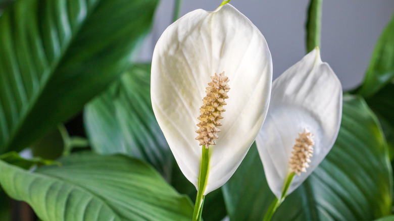 Close up of two peace lily blossoms with large green leaves in the background