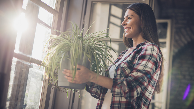 A woman carrying a large spider plant near a window