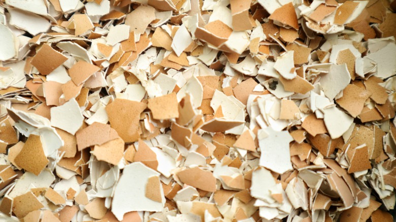 closeup image of crushed egg shells