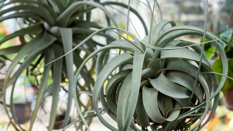 Air plants