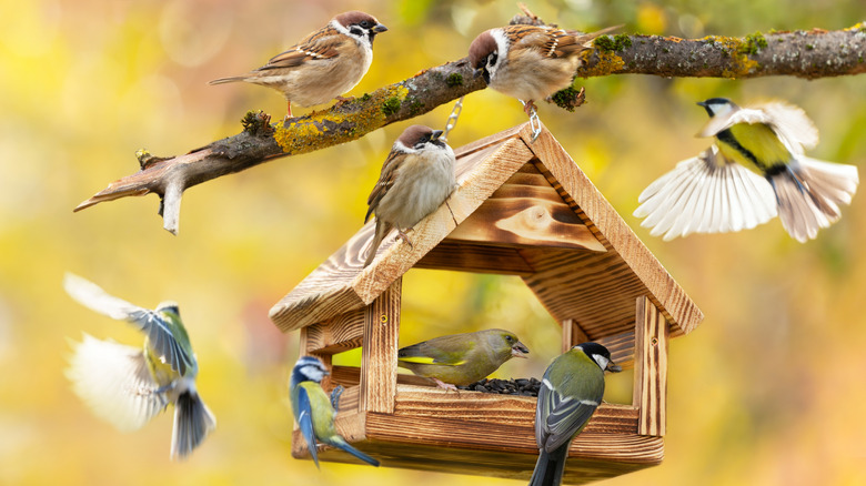 birds flocking a bird feeder