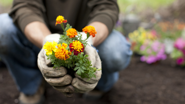 Man in dark grey or brown shirt squats in garden, holds marigold in bloom in hands