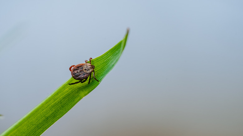 A tick crawling on a bright green leaf