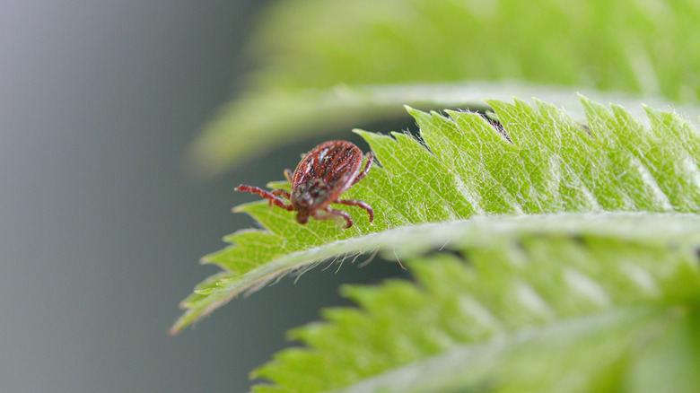 Closeup of a tick waiting to ambush someone on a green fern leaf