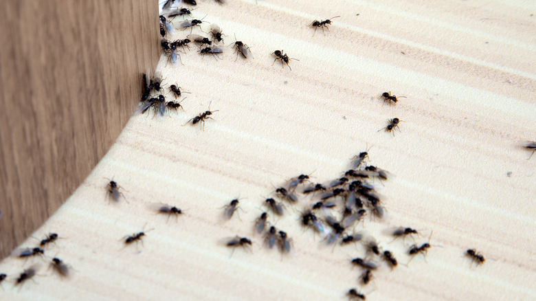 Black ants swarming on floor