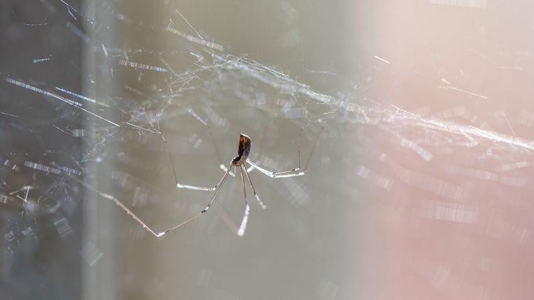 spider spider web hanging corner house