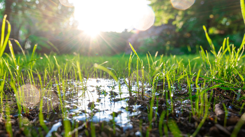 wet garden soil grass