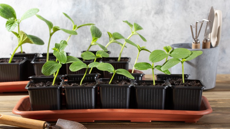 Cucumber seedlings grow in tray