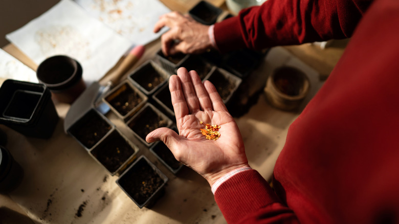 Man planting seeds in pots