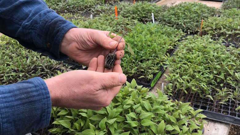 Tomato seedling in germination house