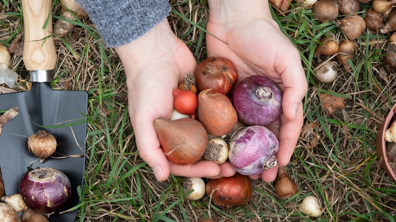 woman holding flower bulbs