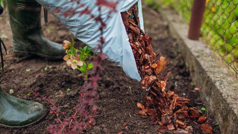 Pouring mulch from bag