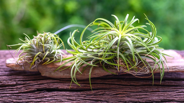 A pair of Tillandsia