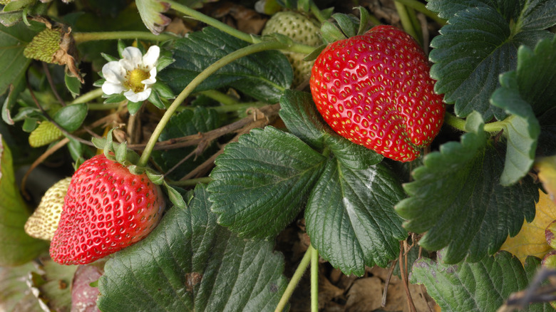 Strawberries on a vine