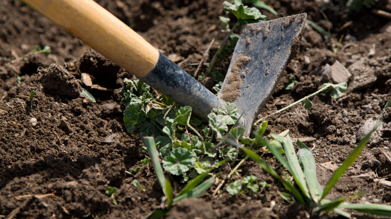 digging up weeds in soil 