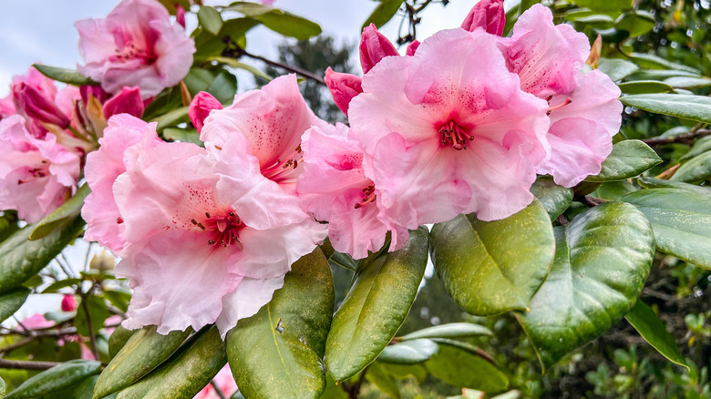 Large-leaved rhododendrons in garden