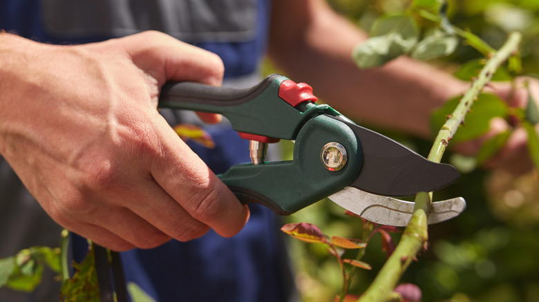 Gardener preparing cuttings with pruners
