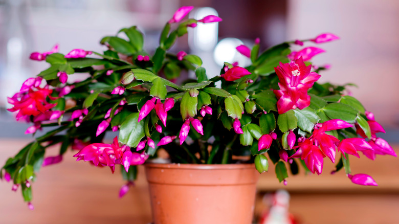 Christmas cactus with pink flowers