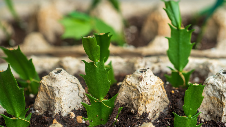Christmas cactus cuttings growing in used egg carton