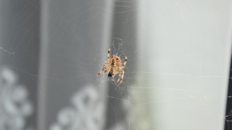 spider web in home