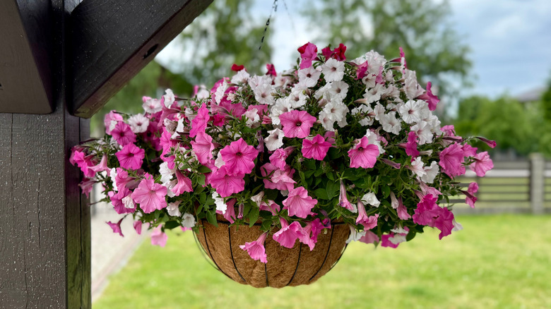 hanging basket filled with petunias