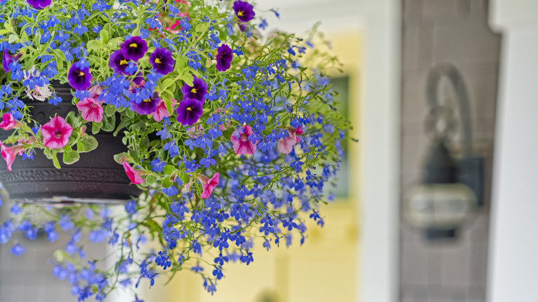 close up of a hanging basket filled with flowers