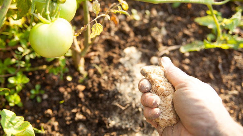 hand fertilizing tomato plant