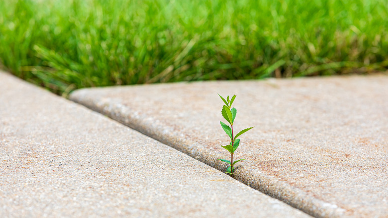 A weed growing in the crack between two driveway pavers
