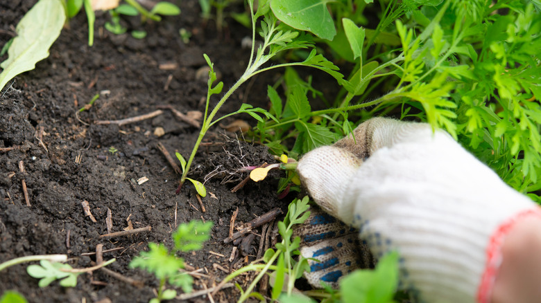 Close up of gardener wearing gloves and removing weeds from garden bed