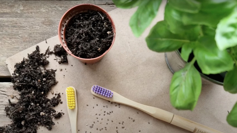 toothbrushes next to plants and soil
