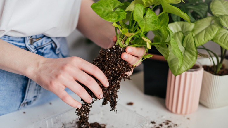 close up of person repotting a plant