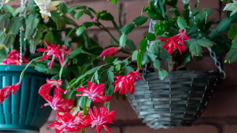 Christmas cactus is a hanging pot