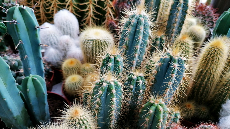 different varieties of cactus