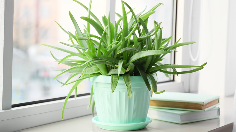 Aloe vera