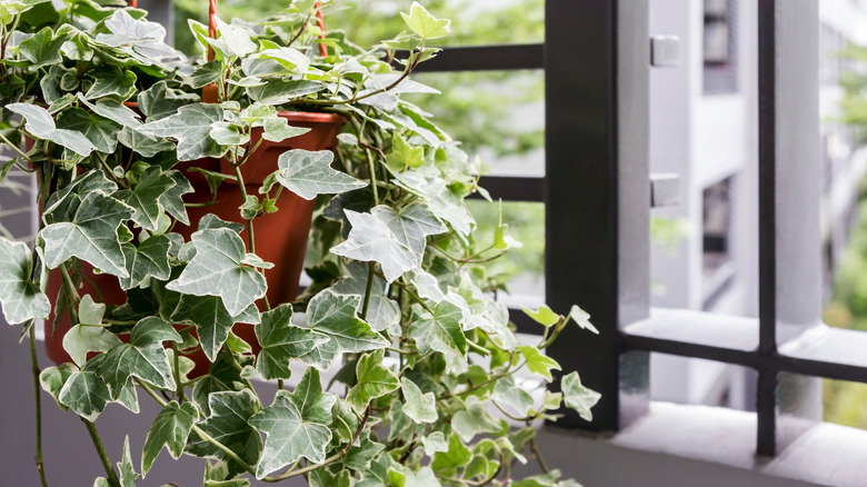 English ivy