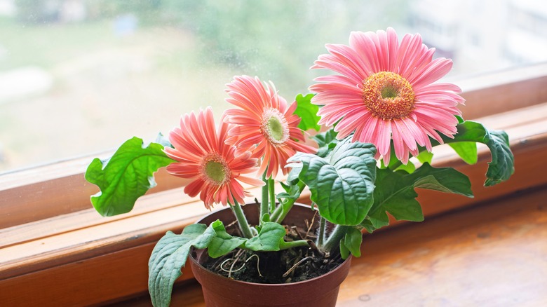 Gerbera daisies on windowsil