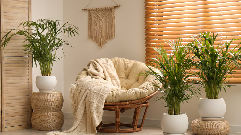 Parlor palms
