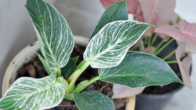 Philodendron birkin