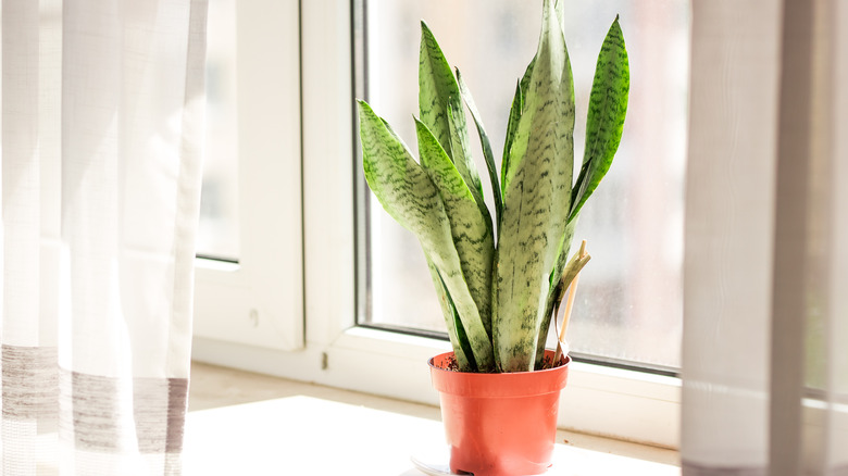 Snake plant
