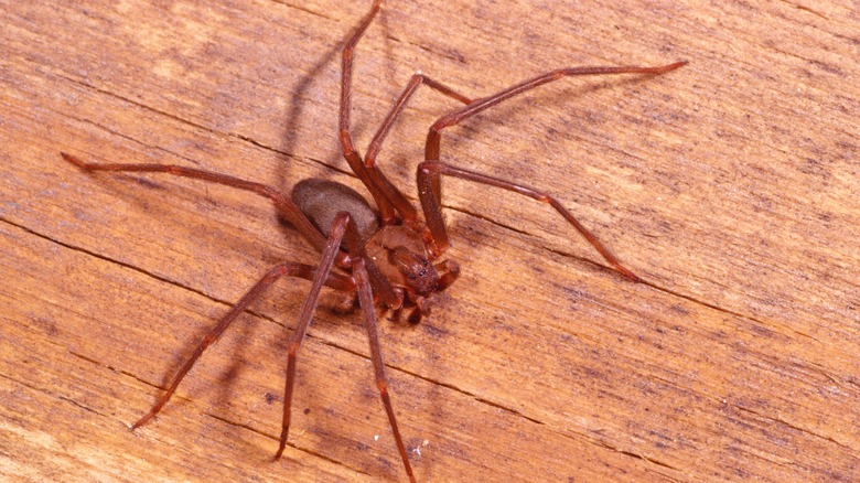 A brown recluse spider on wood floor