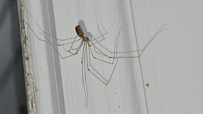 A cellar spider on a white surface